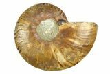 Cut & Polished Ammonite Fossil (Half) - Crystal Pockets #308115-1